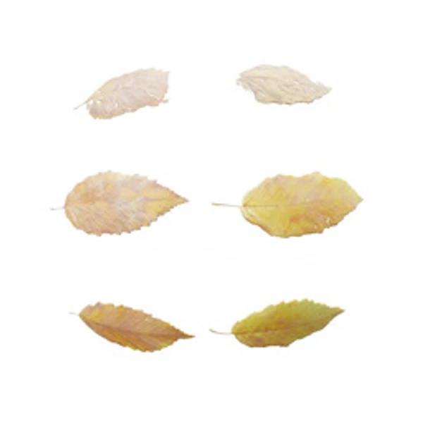 LeafSet 008