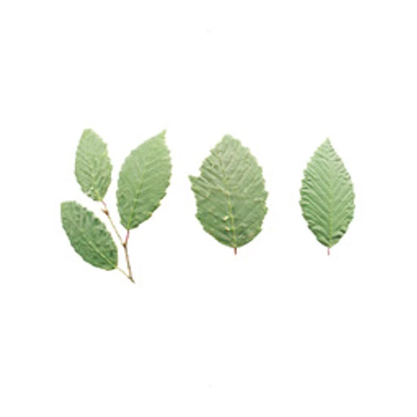 LeafSet 005 - Atlas - PBR texture - from ambientCG