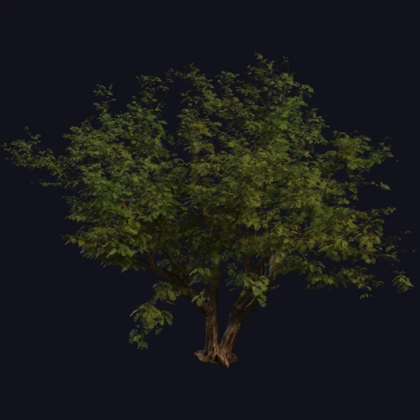 Jacaranda Tree - 3D Models - 3D model - from Poly Haven
