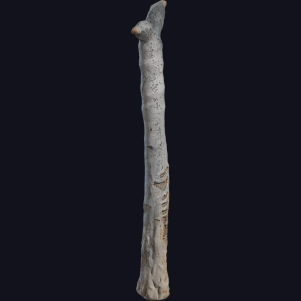 Dead Quiver Trunk - 3D Models - 3D model - from Poly Haven