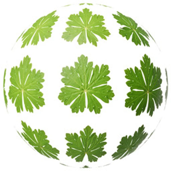 LeafSet 025 - Atlas - PBR texture - from ambientCG