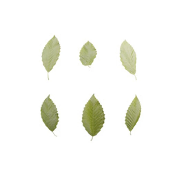 LeafSet 001