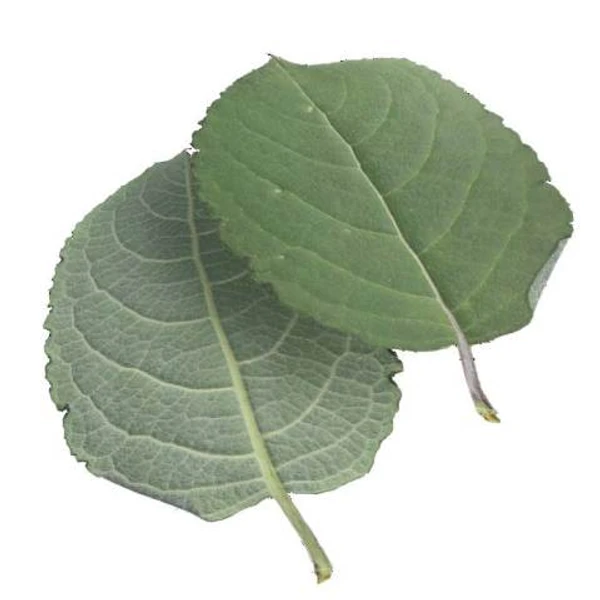 Green Leaf 10