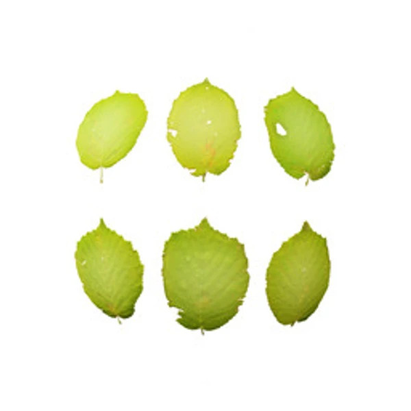 LeafSet 009