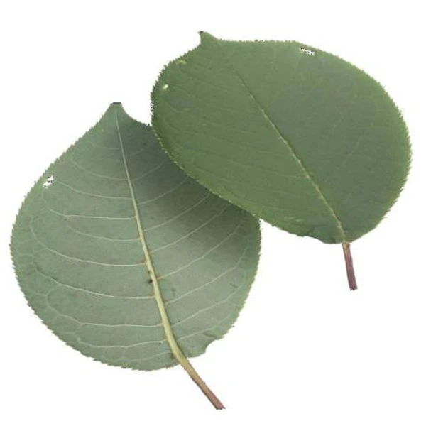 Green Leaf 06