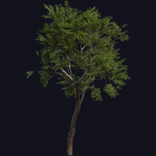 Tree Small 02 - 3D Models - 3D model - from Poly Haven