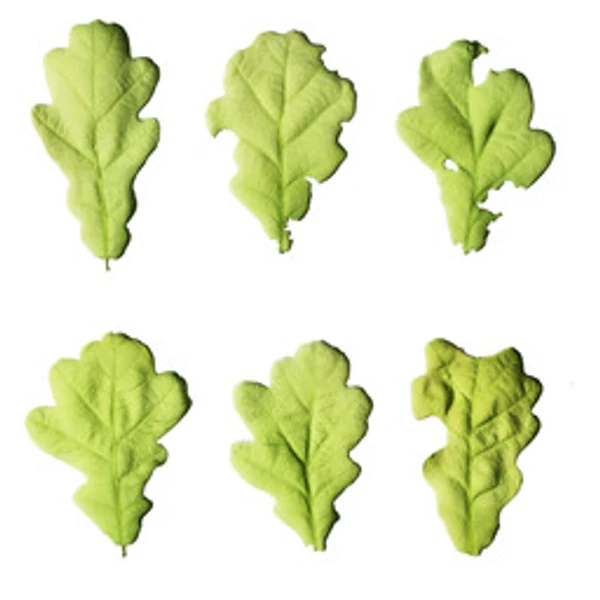 LeafSet 016