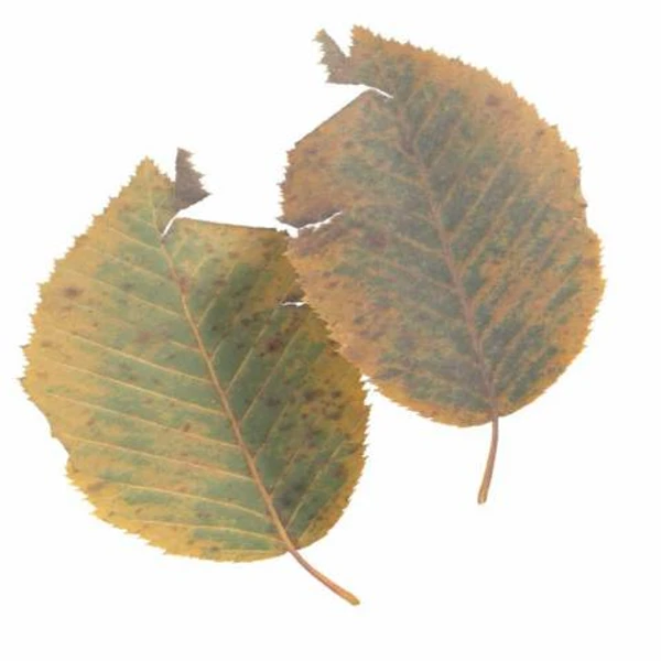 Autumn Leaf 11