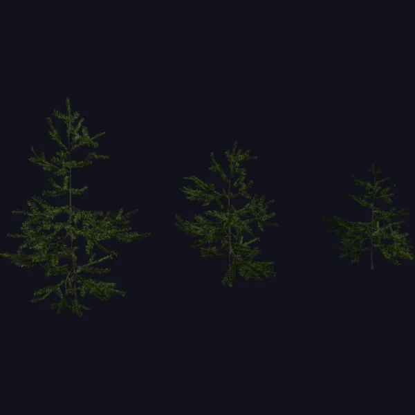 Fir Sapling - 3D Models - 3D model - from Poly Haven