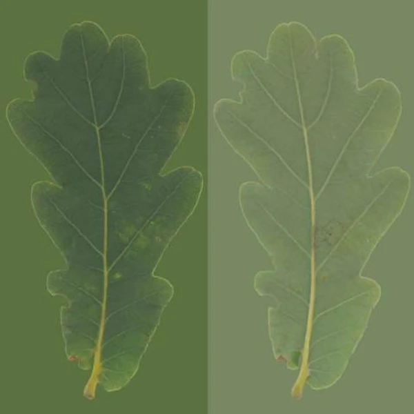 Oak Leaf 03