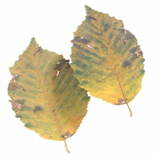 Autumn Leaf 16