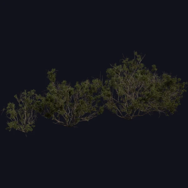 Searsia Burchellii - 3D Models - 3D model - from Poly Haven