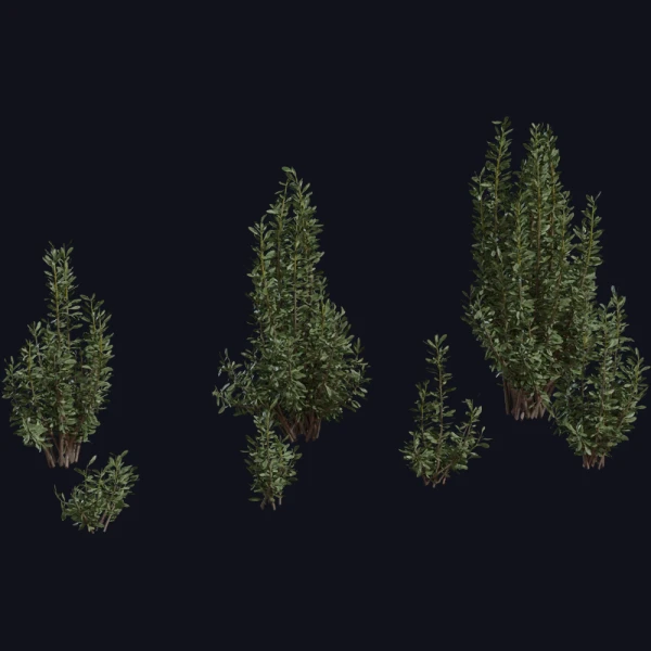 Othonna Cerarioides - 3D Models - 3D model - from Poly Haven