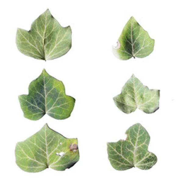 LeafSet 017 - Atlas - PBR texture - from ambientCG