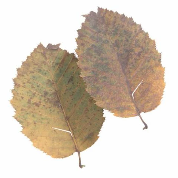 Autumn Leaf 20