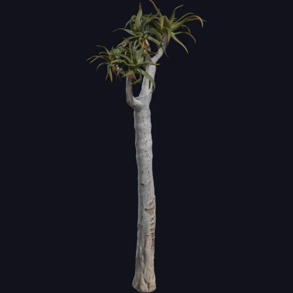 Quiver Tree 01 - 3D Models - 3D model - from Poly Haven