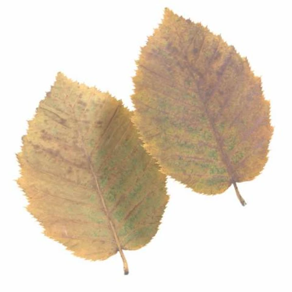 Autumn Leaf 24