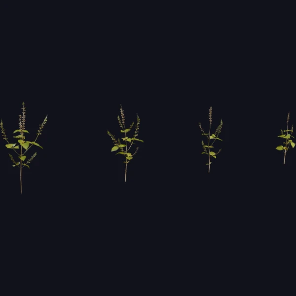Shrub 03 - 3D Models - 3D model - from Poly Haven