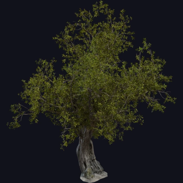 Island Tree 01 - 3D Models - 3D model - from Poly Haven