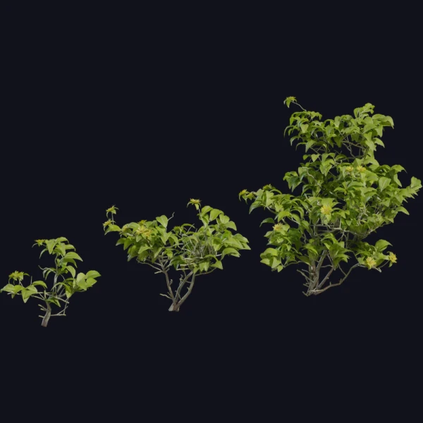 Didelta Spinosa - 3D Models - 3D model - from Poly Haven