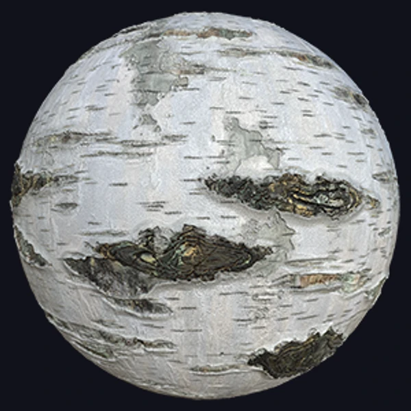 Birch Tree Bark Texture (Wood 0027)
