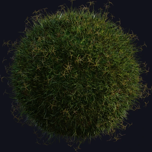 Grass Bermuda 01 - 3D Models - 3D model - from Poly Haven