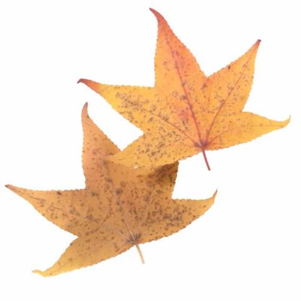 Autumn Leaf 31