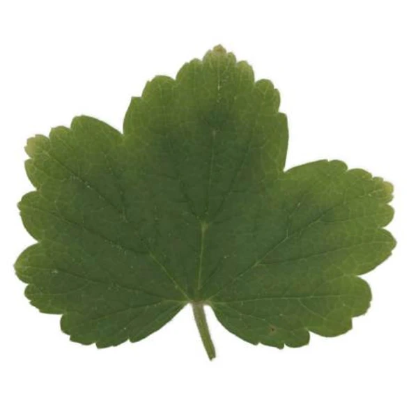 Redcurrant Leaf 01