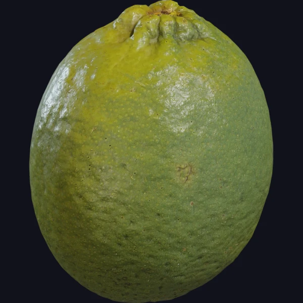 Food Lime 01 - 3D Models - 3D model - from Poly Haven