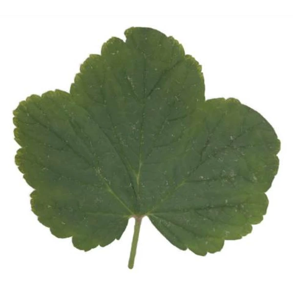Redcurrant Leaf 03