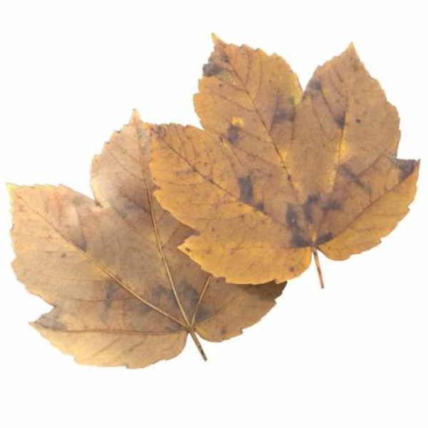 Autumn Leaf 29