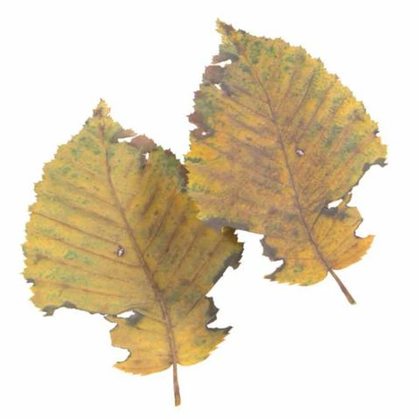Autumn Leaf 12