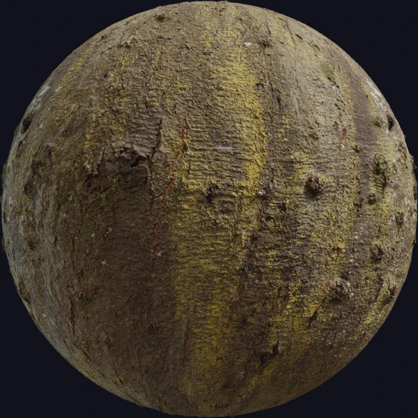 Japanese Hackberry Bark