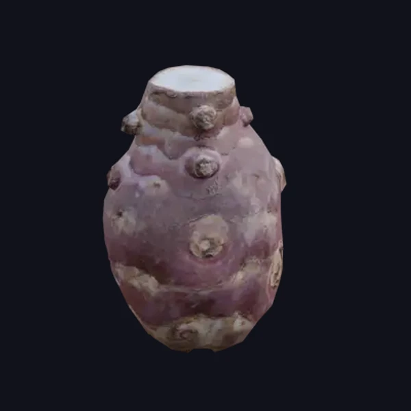 Jerusalem Artichoke 1