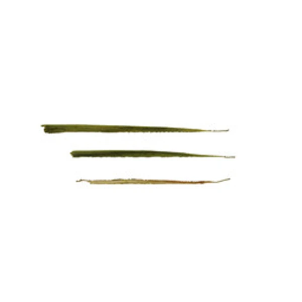 Foliage 005