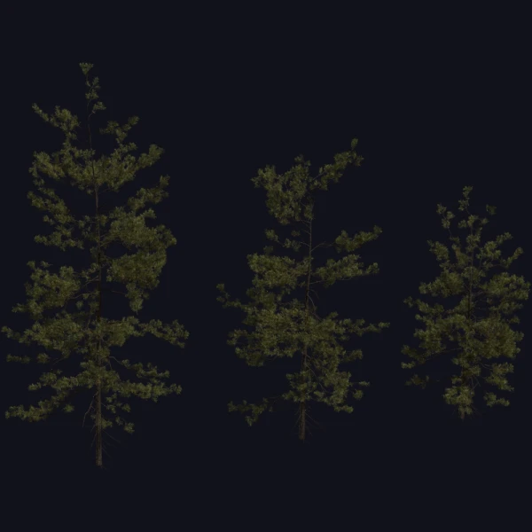 Pine Sapling Medium - 3D Models - 3D model - from Poly Haven