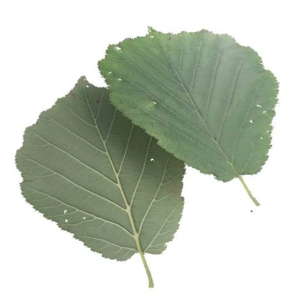 Green Leaf 02