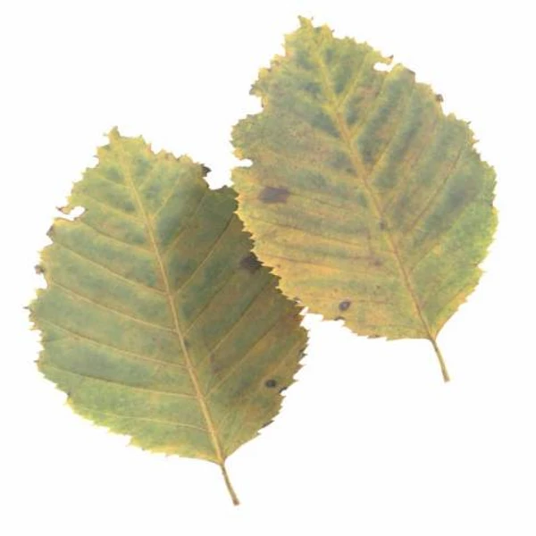 Autumn Leaf 22