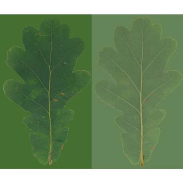 Oak Leaf 06