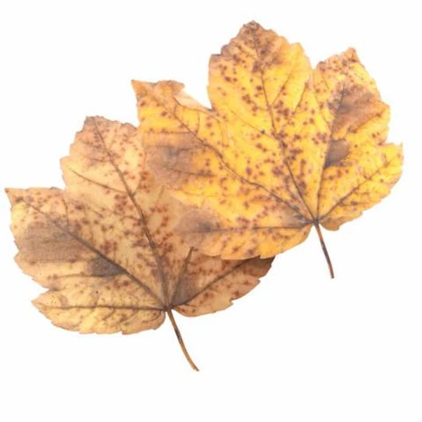Autumn Leaf 28