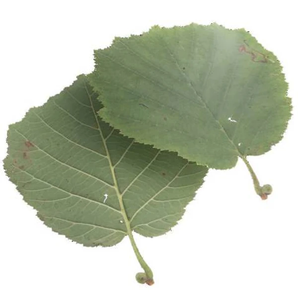 Green Leaf 03