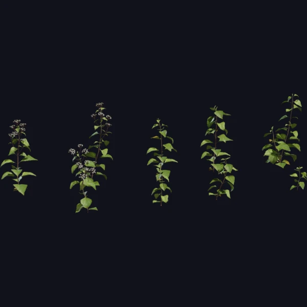 Shrub 01 - 3D Models - 3D model - from Poly Haven
