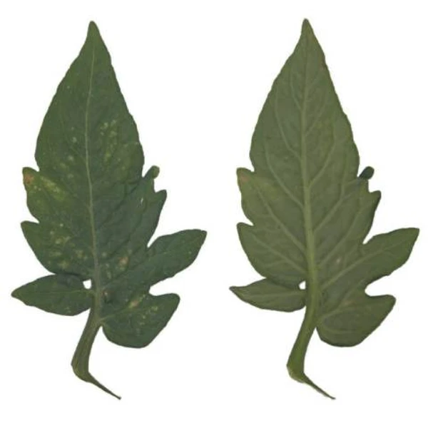 Tomato Leaf 01