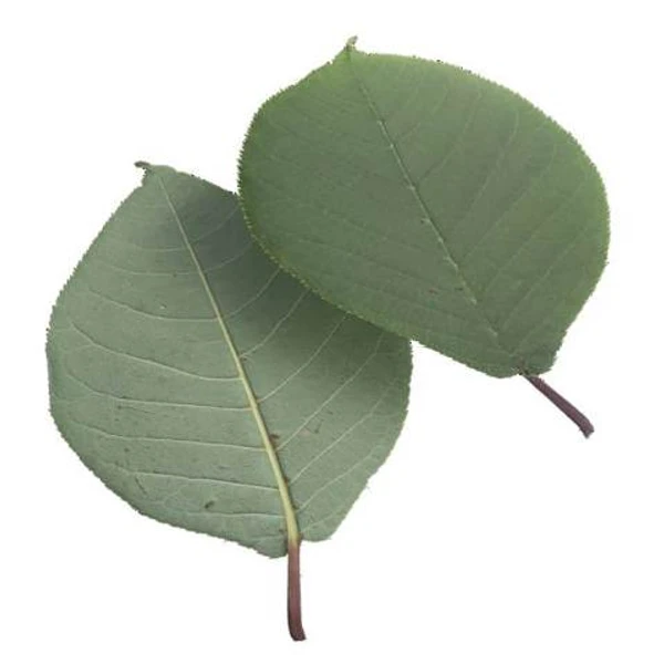 Green Leaf 08