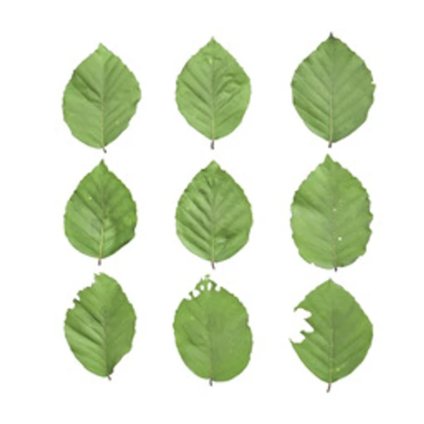 LeafSet 024 - Atlas - PBR texture - from ambientCG