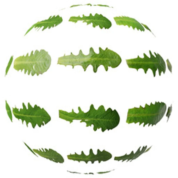LeafSet 026 - Atlas - PBR texture - from ambientCG