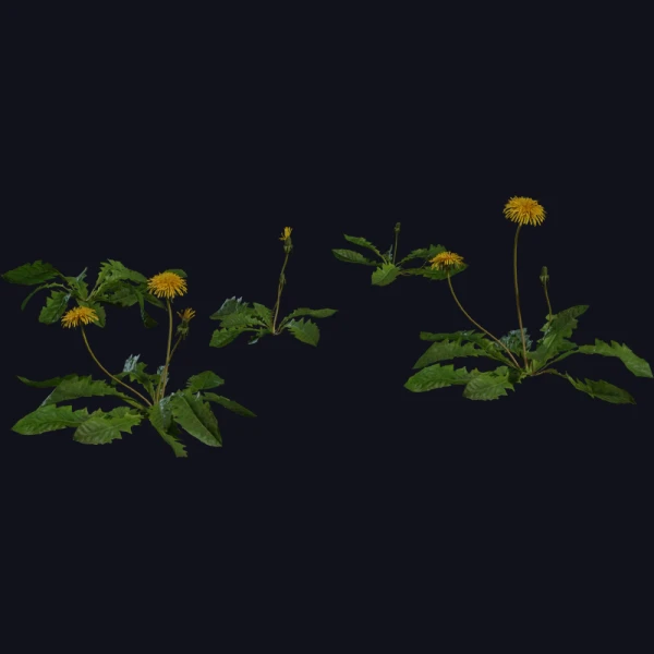 Dandelion 01 - 3D Models - 3D model - from Poly Haven