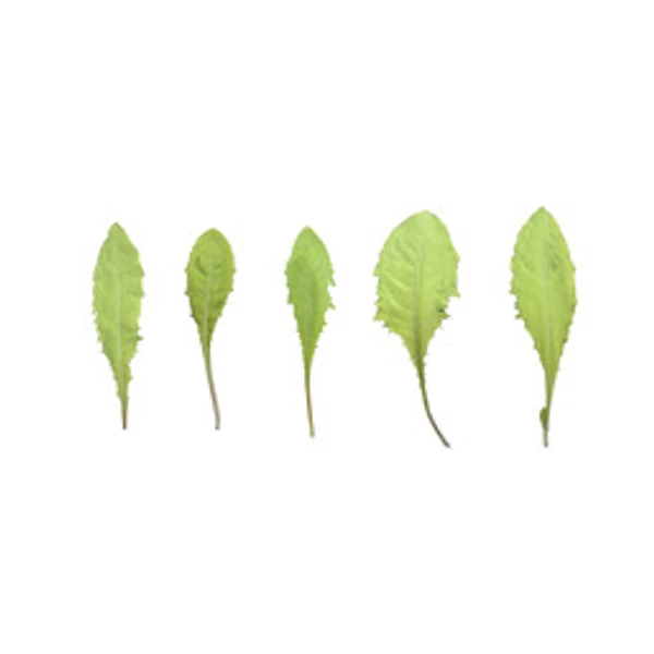 LeafSet 020 - Atlas - PBR texture - from ambientCG