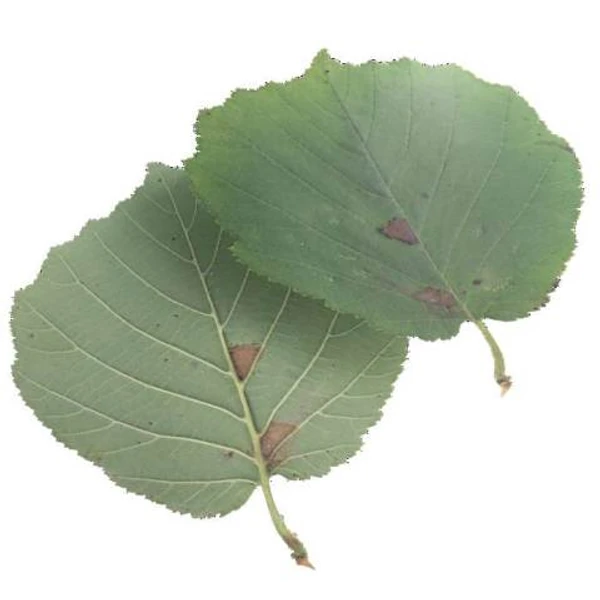 Green Leaf 05