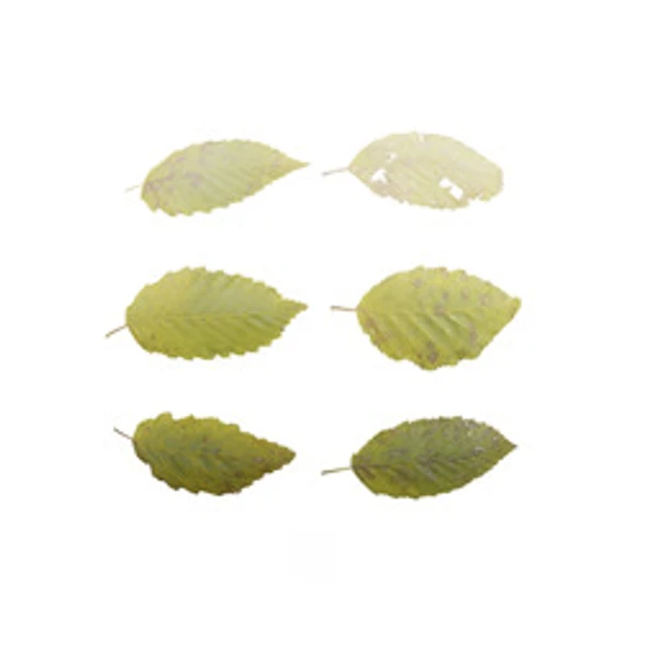 LeafSet 006